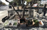 Every week, boxes of fresh produce are dropped off at Jasper P. Driver Plaza.