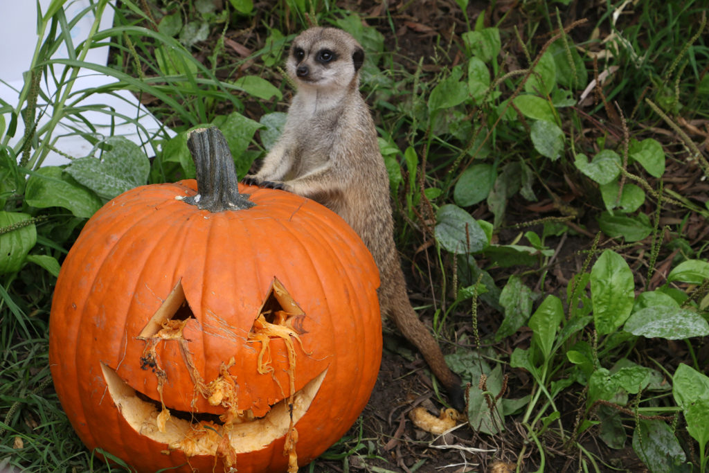 The meerkats also celebrated the Halloween season.