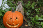 The meerkats also celebrated the Halloween season.