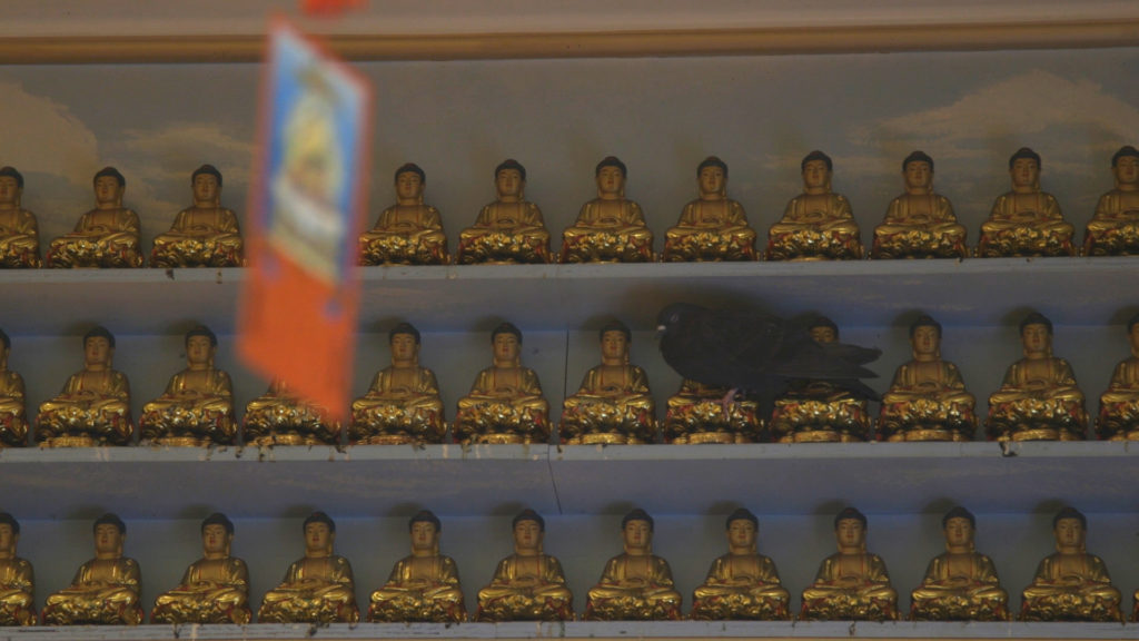 Hui-Guo the pigeon nestles between the Bodhisattvas at his home–the Pu Guang Temple in Oakland. Photo by Jocelyn Tabancay