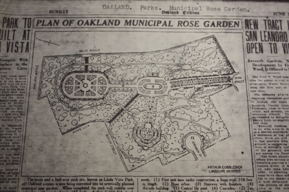 Fading Rose Garden Pruned By Those Who Love It Oakland North