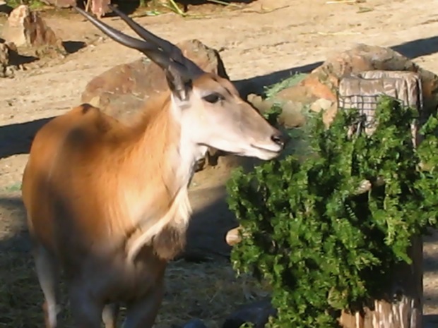 Meet the animals at the Oakland Zoo - Oakland North