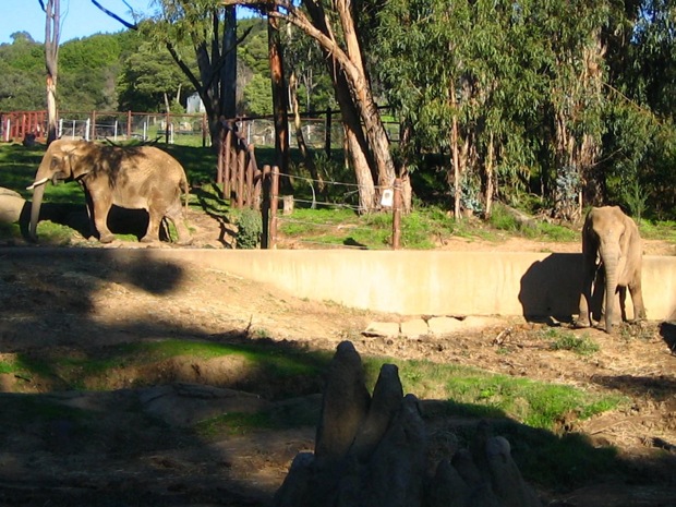 Meet the animals at the Oakland Zoo - Oakland North