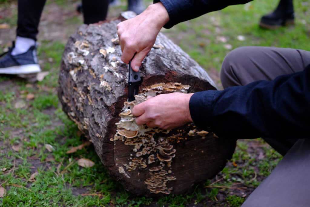 Mushroom foraging 'a spiritual journey with nature' Oakland North