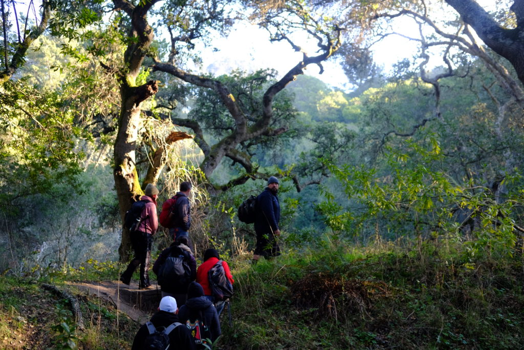 Mushroom foraging 'a spiritual journey with nature' Oakland North