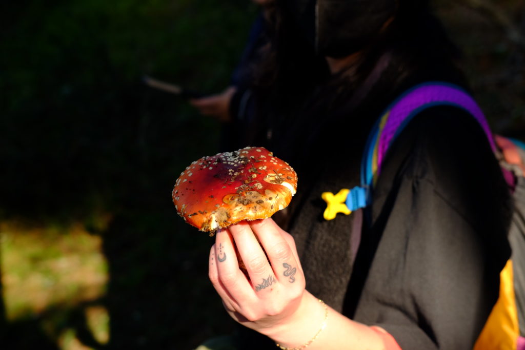 Mushroom foraging
