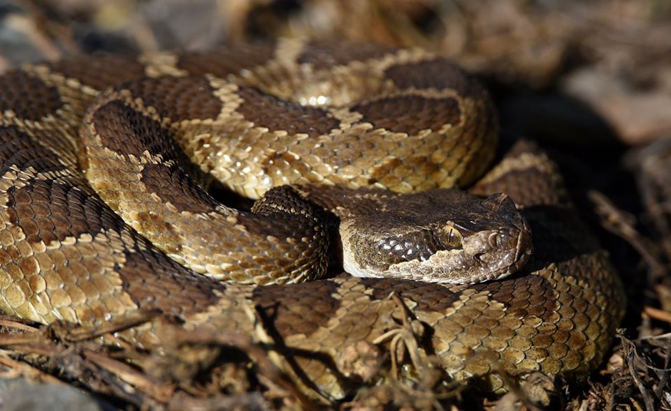 Rattlesnakes