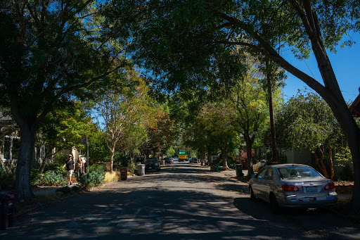 Oakland trees