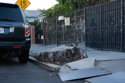 Oakland trees