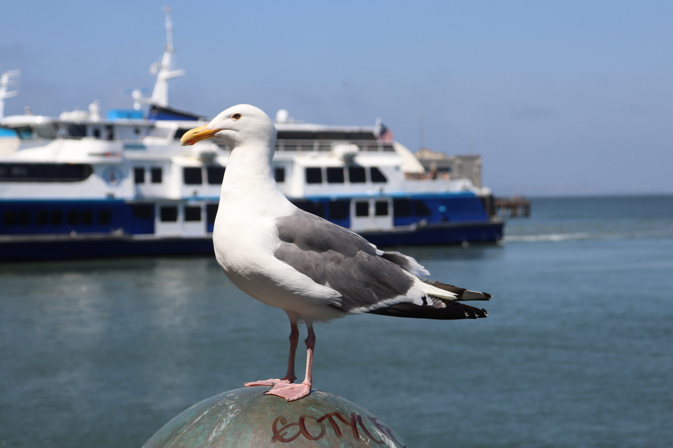 Ferry ridership climbing back to prepandemic levels, with patrons