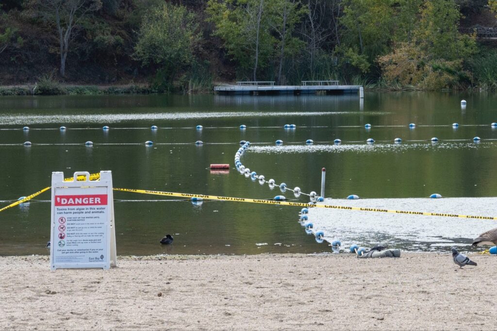 Yellow caution tape stretches across a beach, where a red "Danger" sign cautions about 'toxins from algae bloom in the water can hard people and animals. Behind it is a very green lake where rope outlines a swimming area.