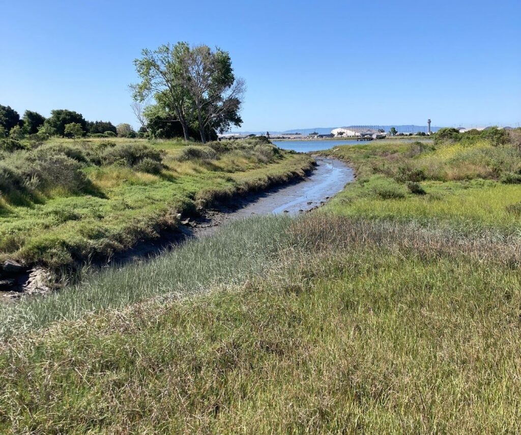A green and grassy marsh with a channel of water running through it is in the foreground, with the air traffic control tower from Oakland International Airport and the white airport terminal in the background.