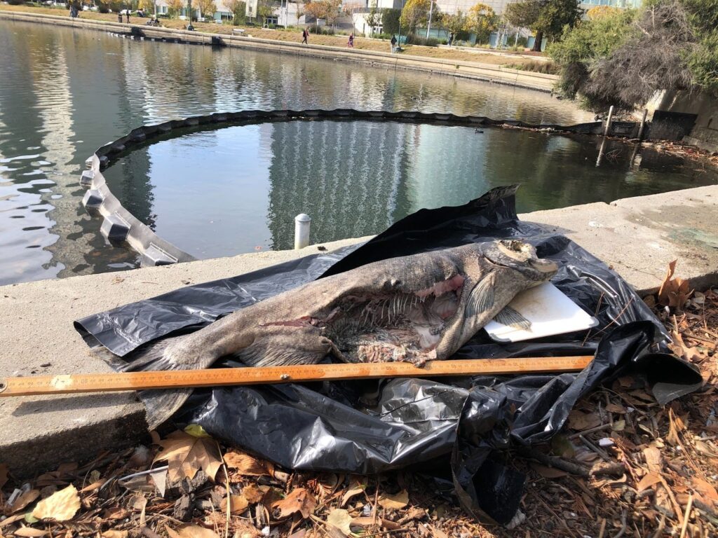 A salmon carcass on top of a black plastic tarp with a ruler underneath it
