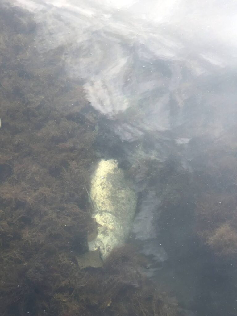 A salmon at the bottom of a lake. 
